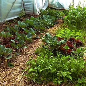 Camping Arambha Ecovillage Farmstay, Tabua (Madeira)